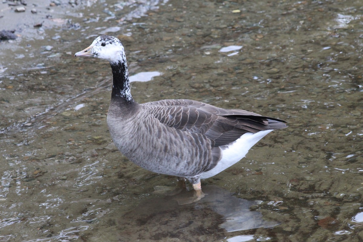Graylag x Canada Goose (hybrid) - ML610205924
