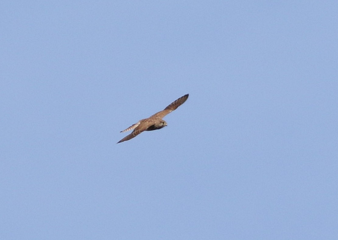 Eurasian Kestrel - ML610205942