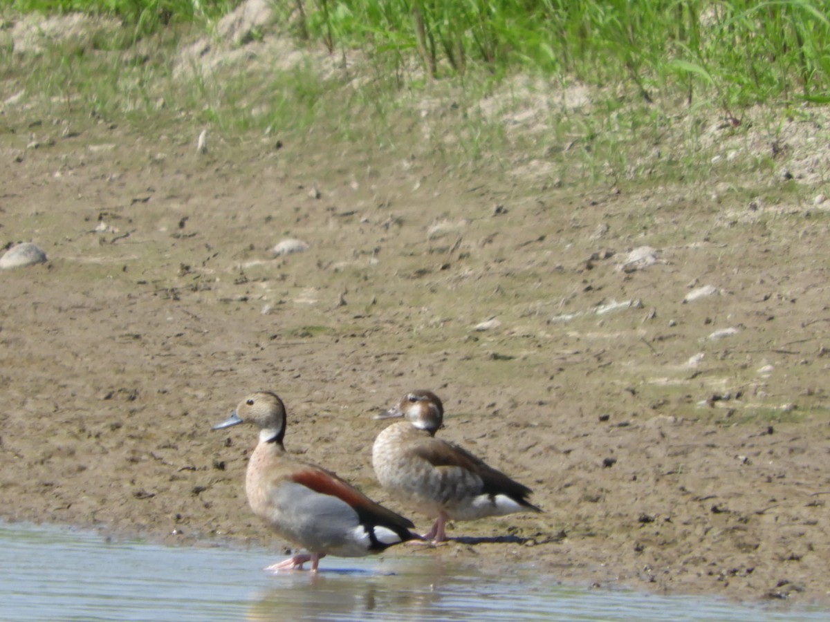 Ringed Teal - ML610205946