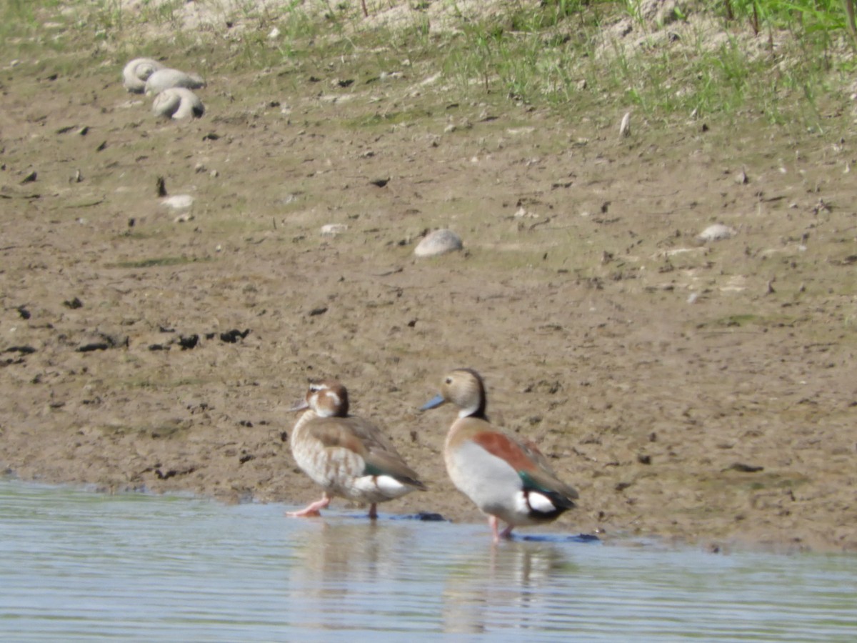 Ringed Teal - Silvia Enggist