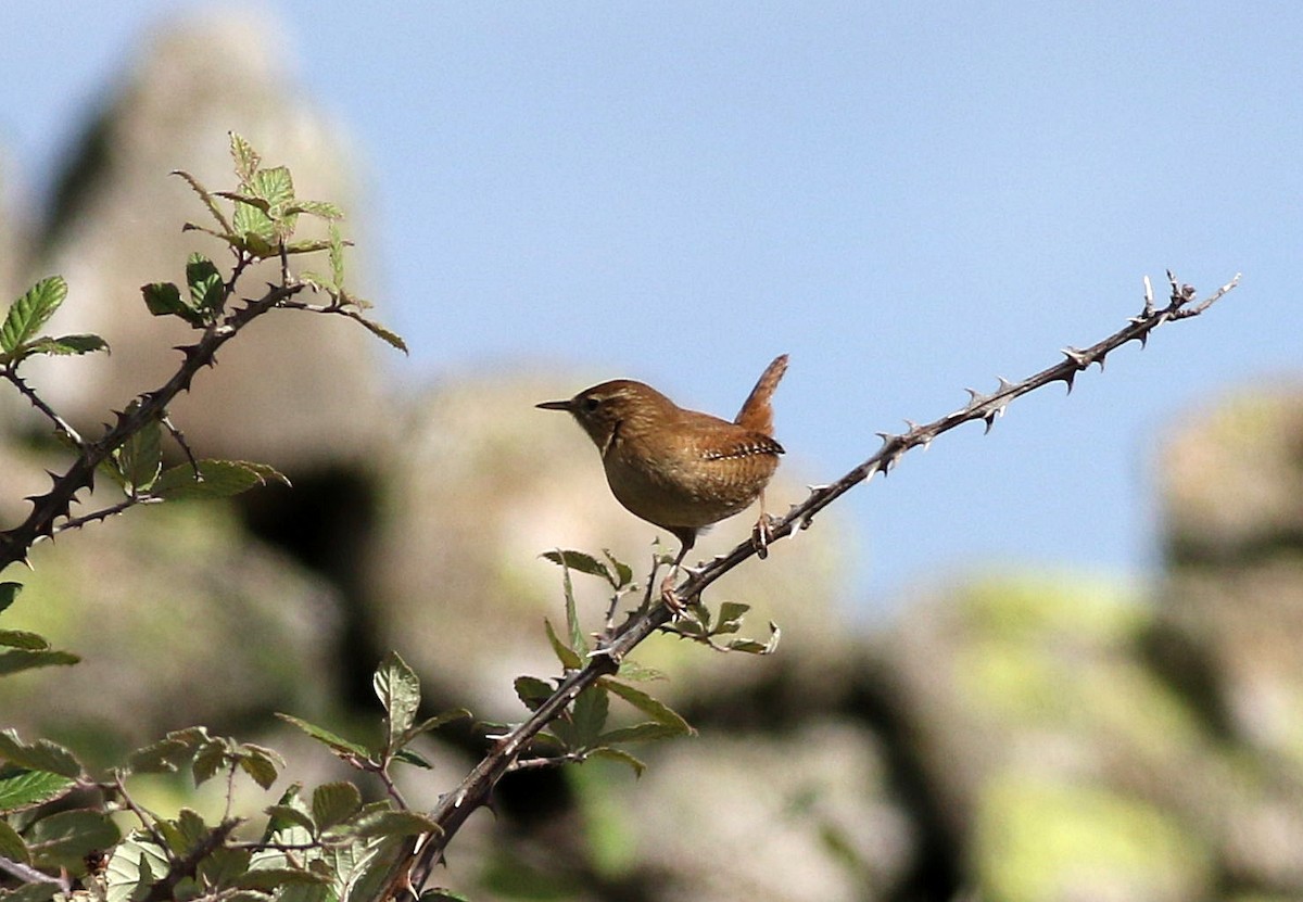 Eurasian Wren - ML610205962