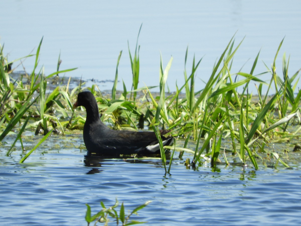 Common Gallinule - ML610205965