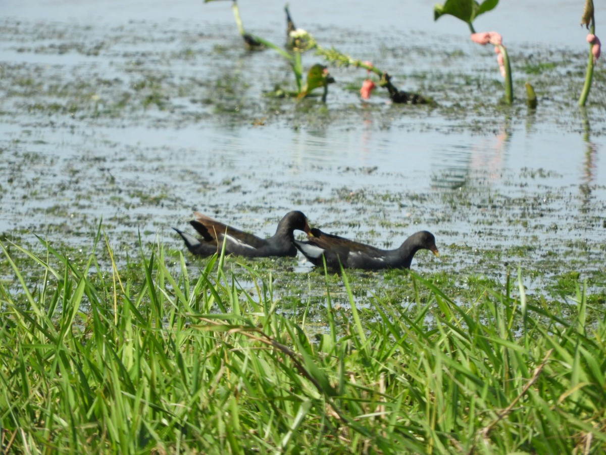 Gallinule d'Amérique - ML610205967