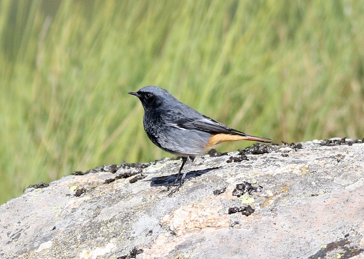 Black Redstart - ML610205976