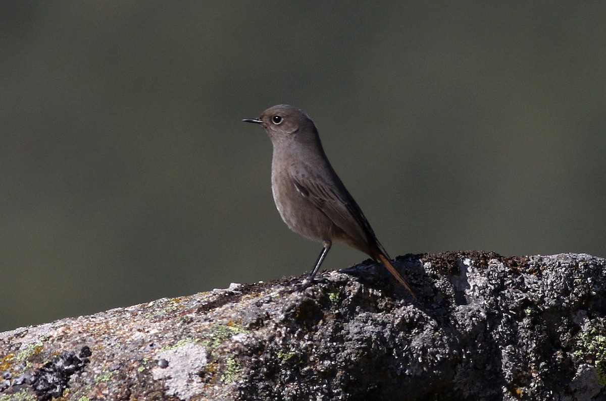 Black Redstart - ML610205980