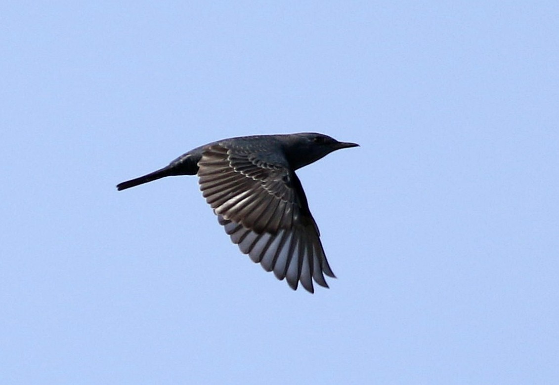 Blue Rock-Thrush - ML610205988