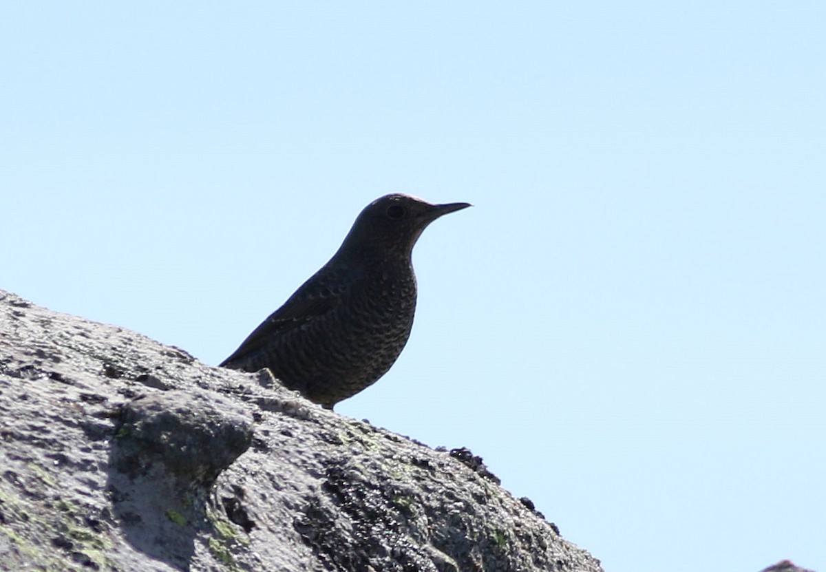 Blue Rock-Thrush - ML610205990