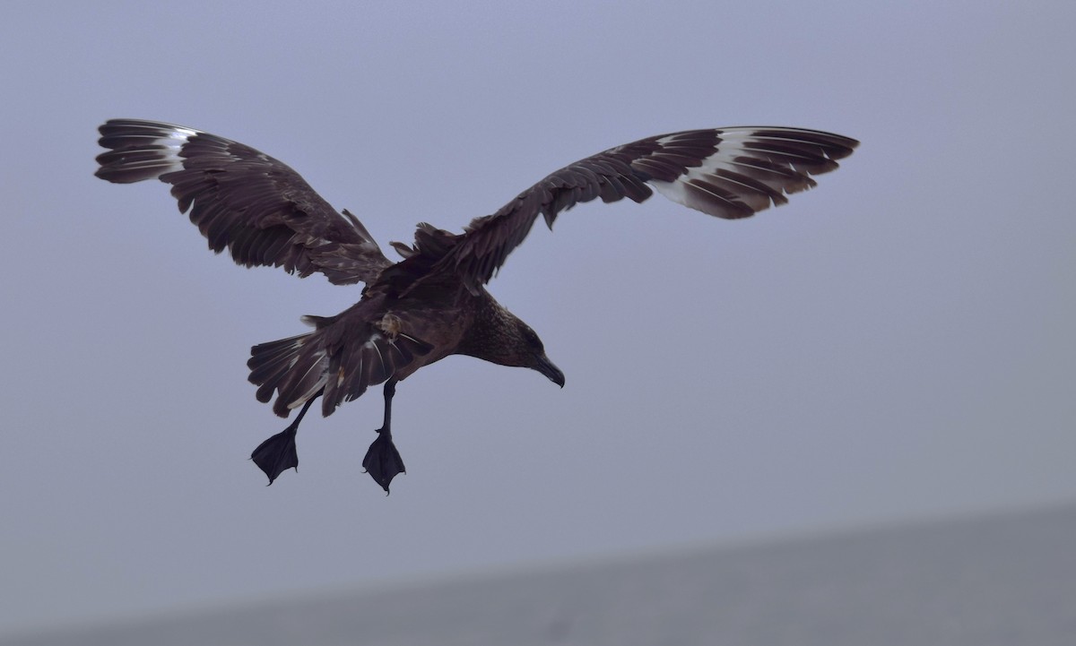 Chilean Skua - Laura Valdivia Dubo - REDAVES