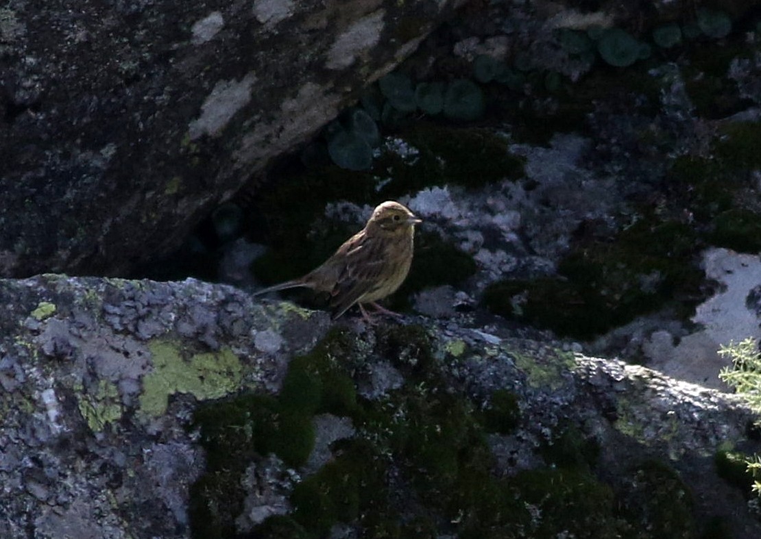 Cirl Bunting - ML610206017