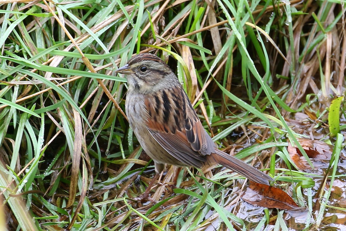 Swamp Sparrow - David Forsyth