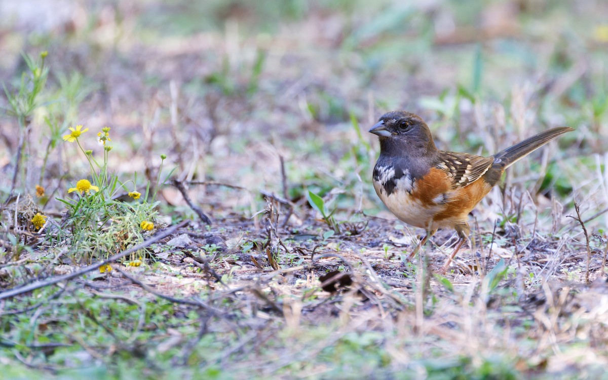 Spotted Towhee - ML610206063