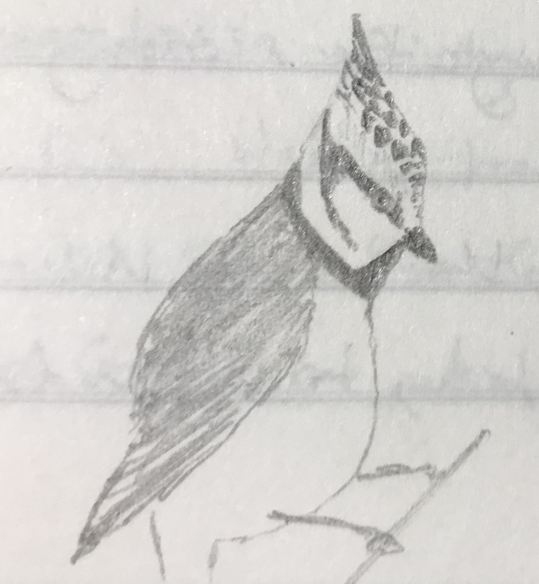 Crested Tit - ML610206150