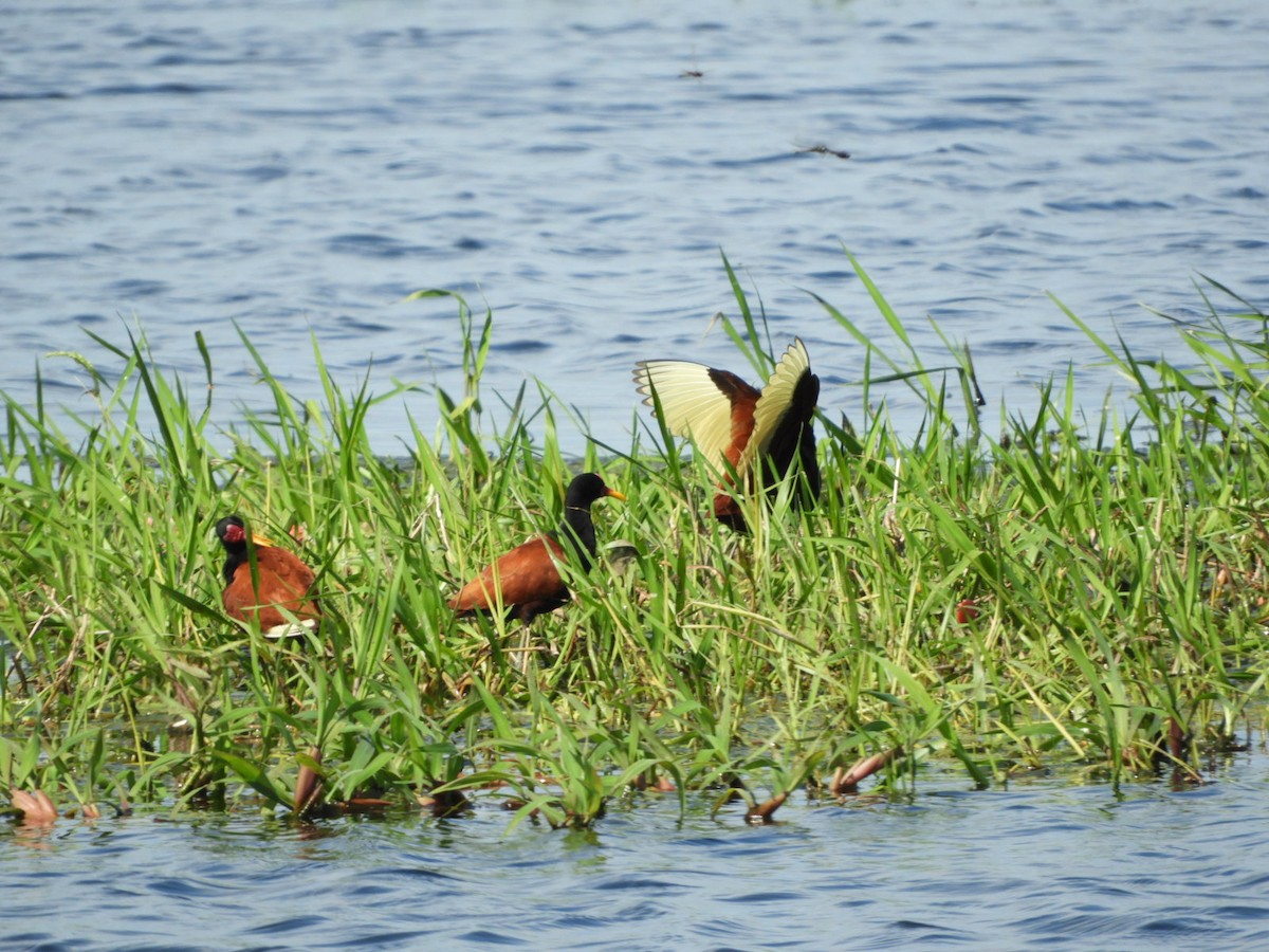 Wattled Jacana - ML610206161