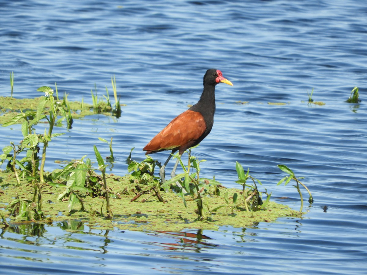 Wattled Jacana - Silvia Enggist