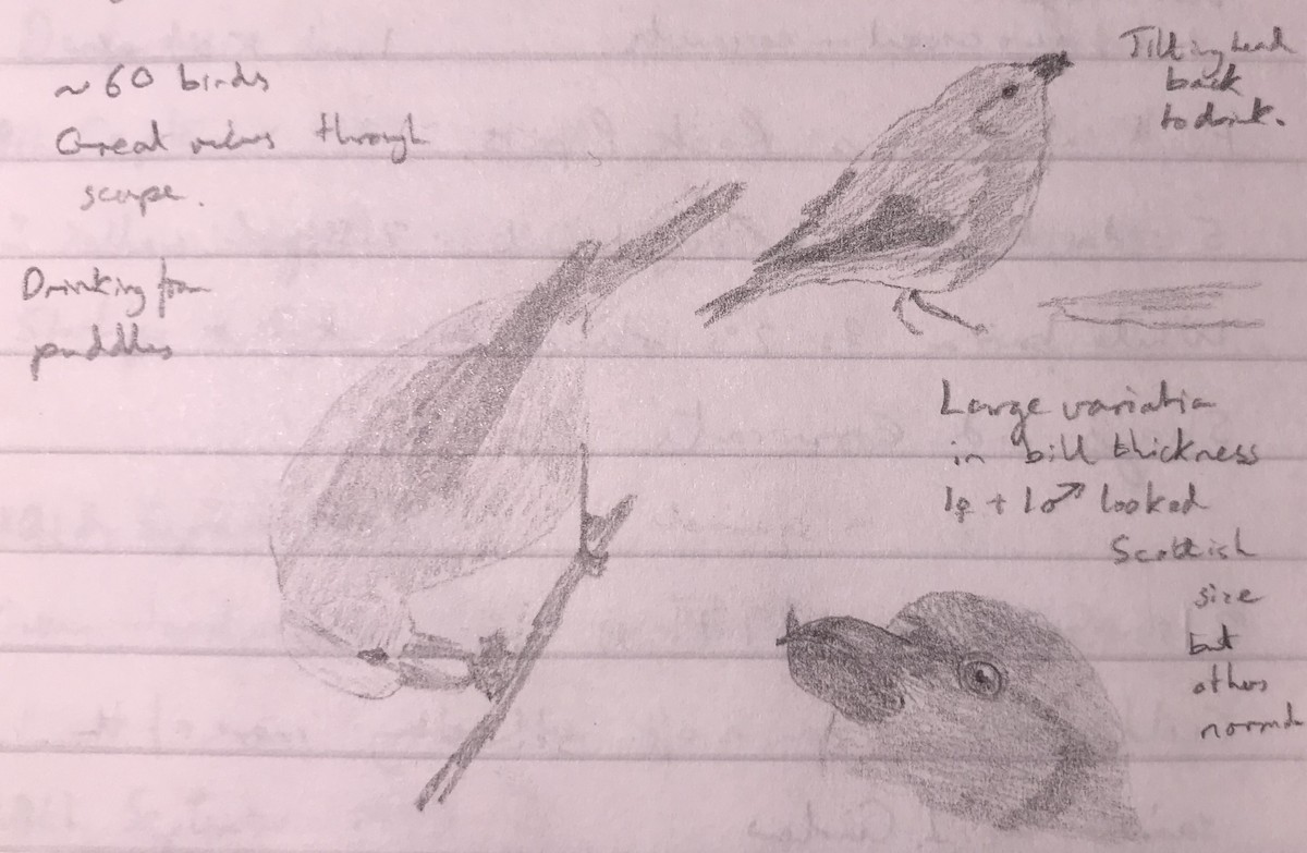 Red Crossbill - ML610206164