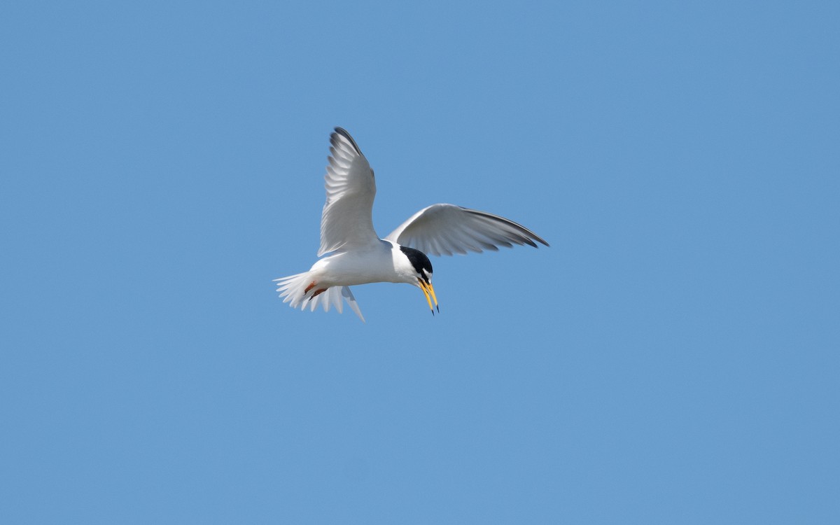 Little Tern - ML610206170