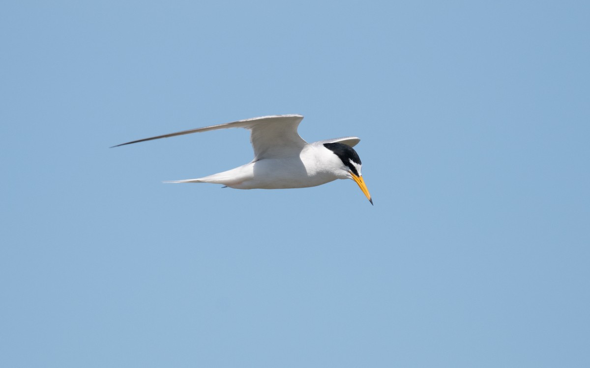 Little Tern - ML610206172
