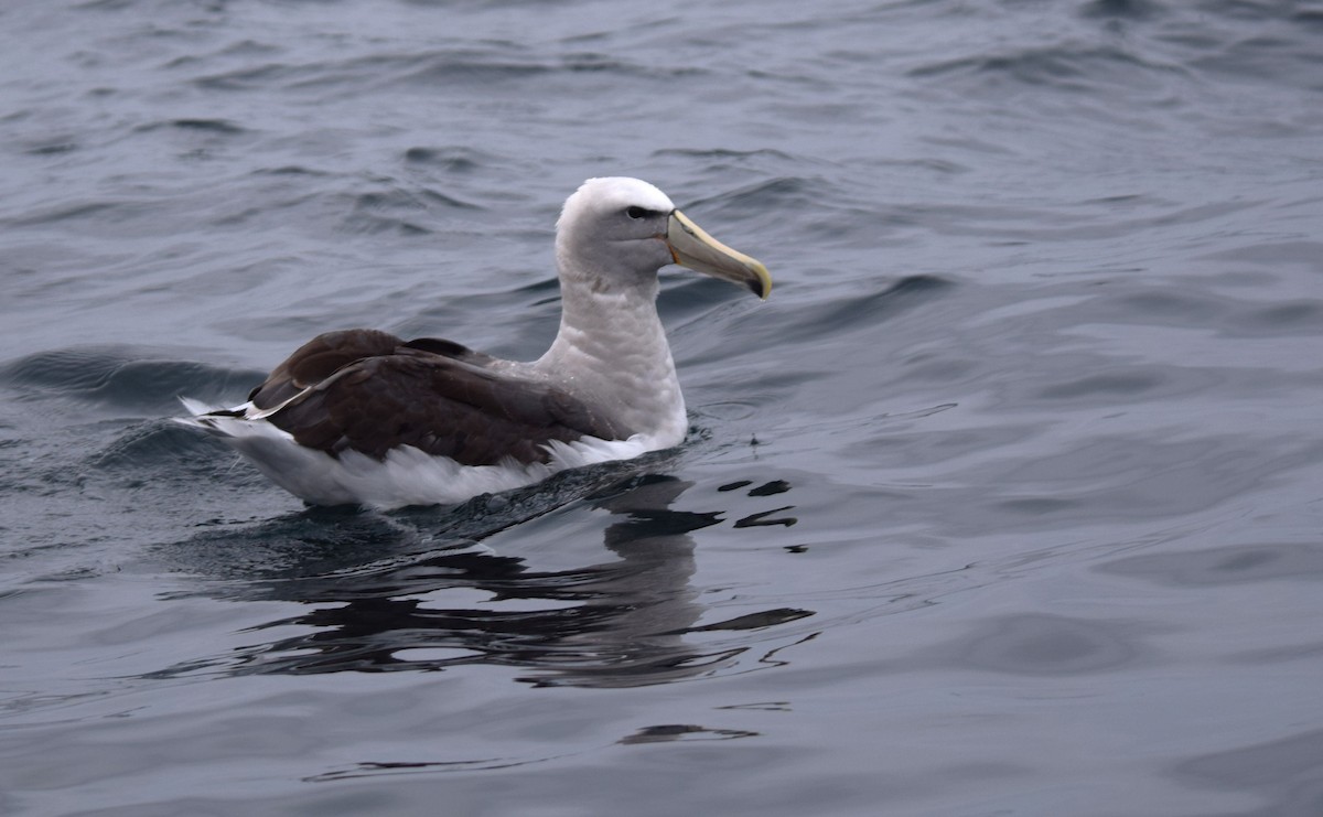 albatros snarský - ML610206199
