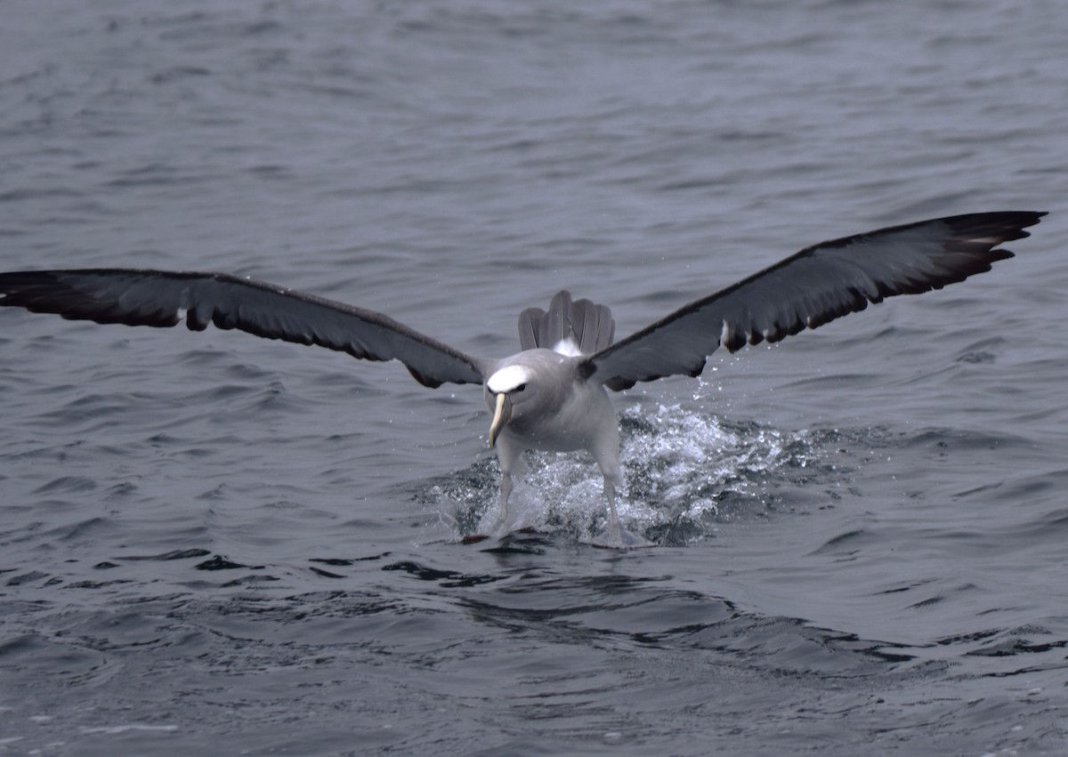 Salvin's Albatross - ML610206250