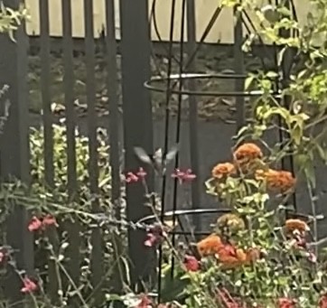 Yakut Boğazlı Kolibri - ML610206258