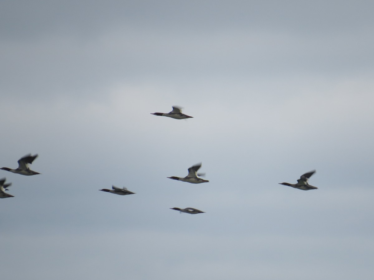 Common Merganser - Ethan Maynard