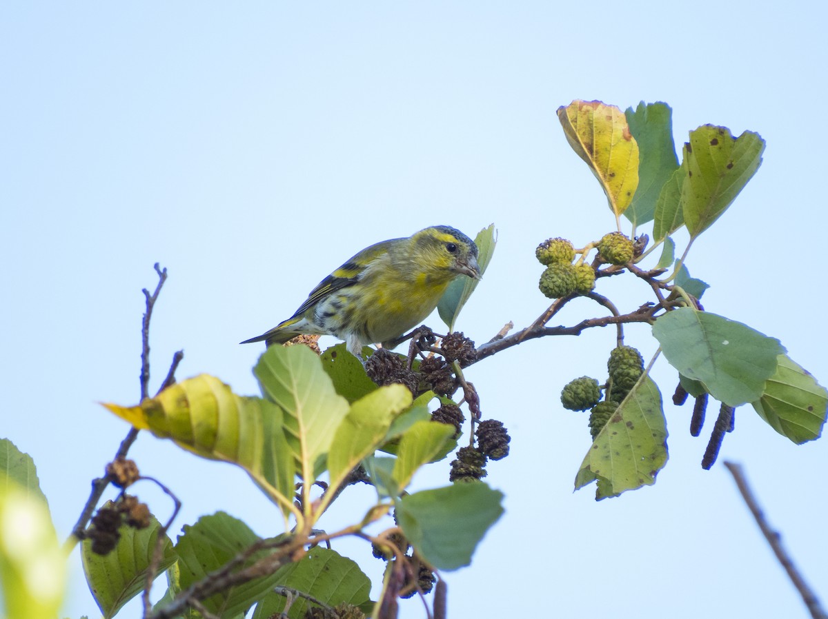 Eurasian Siskin - ML610206307