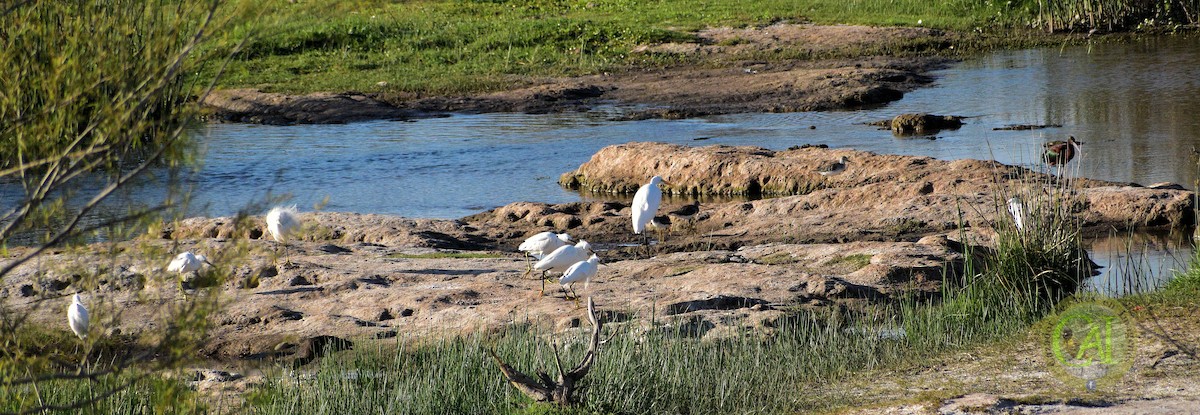 Snowy Egret - ML610206590