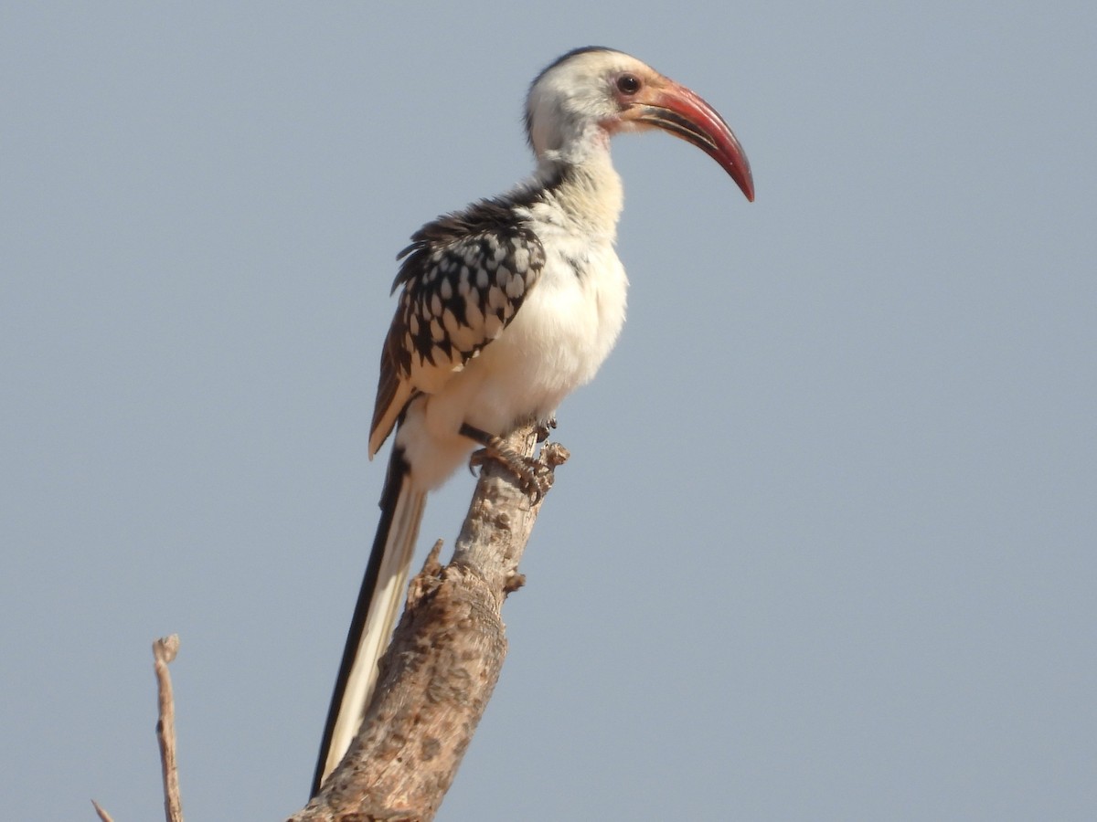 Northern Red-billed Hornbill - ML610206628