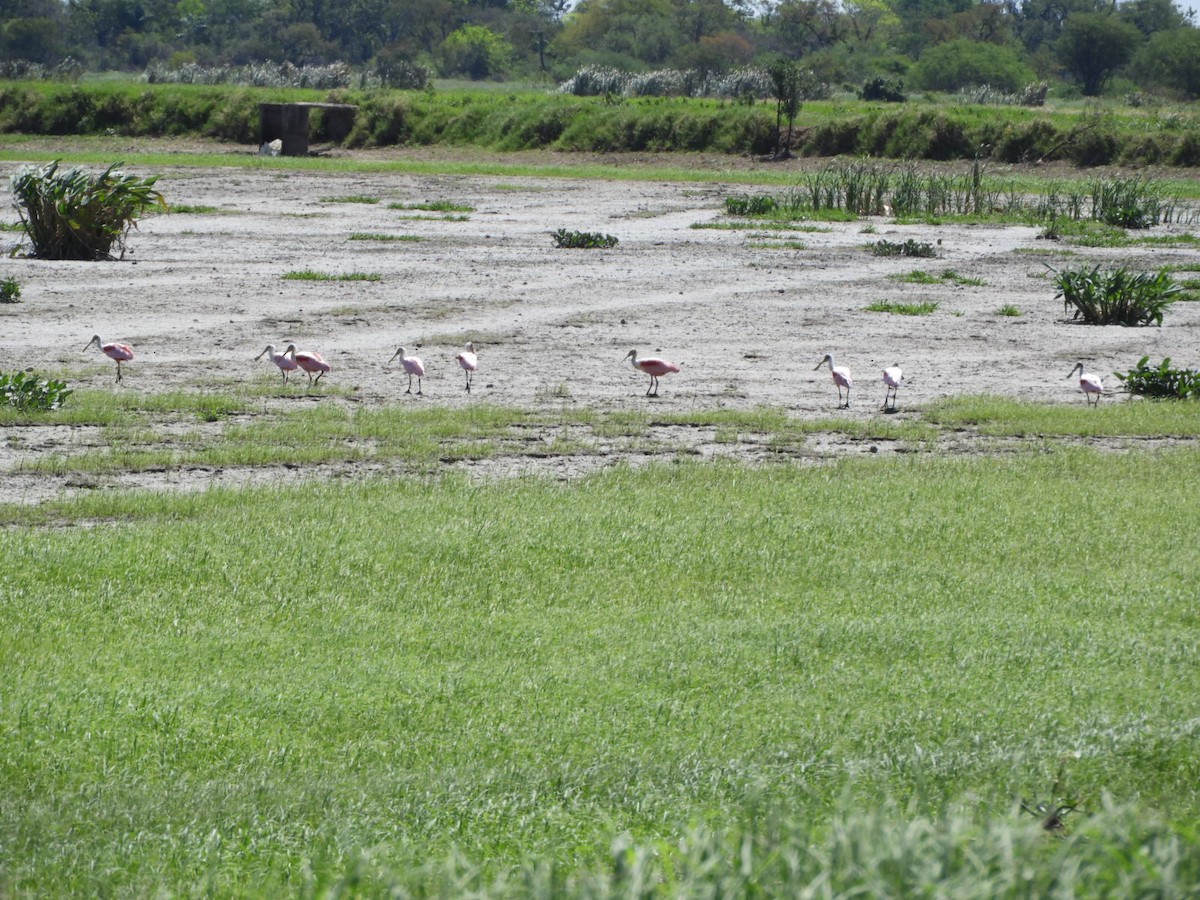 Roseate Spoonbill - ML610206632