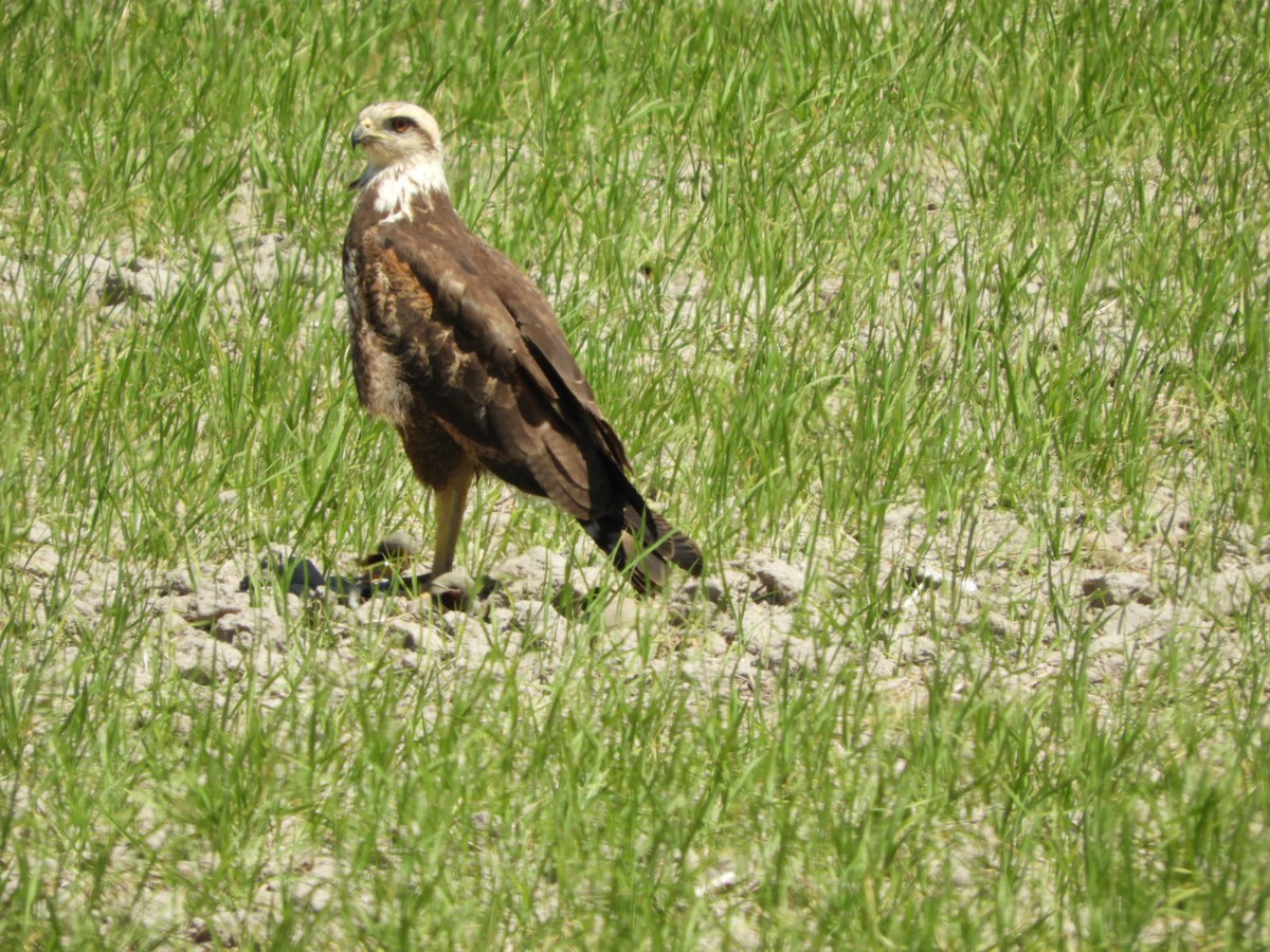 Great Black Hawk - ML610206685