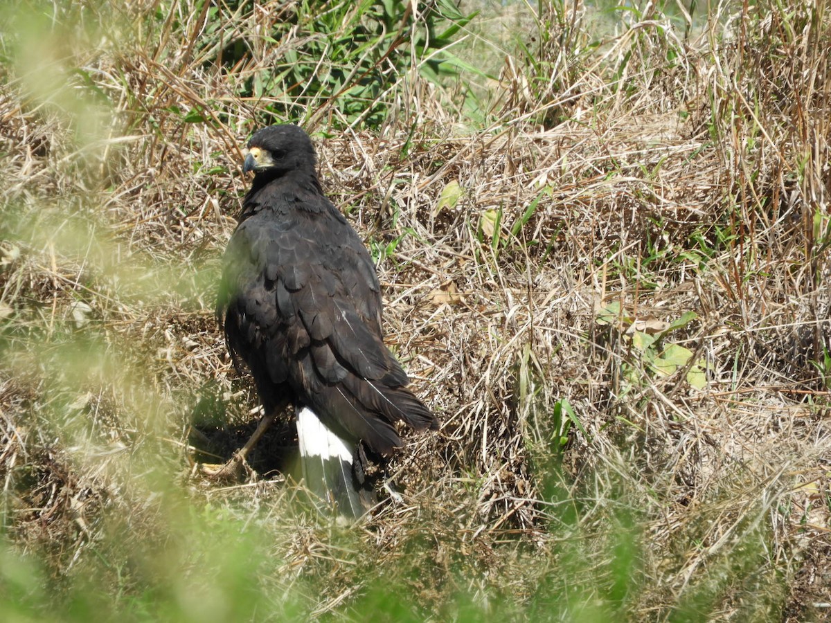 Great Black Hawk - ML610206686