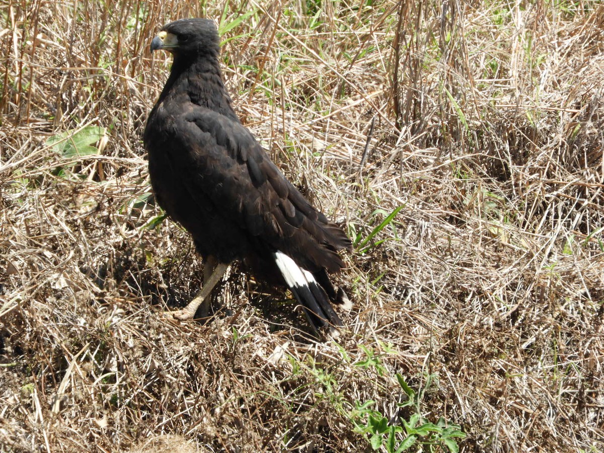 Great Black Hawk - ML610206687