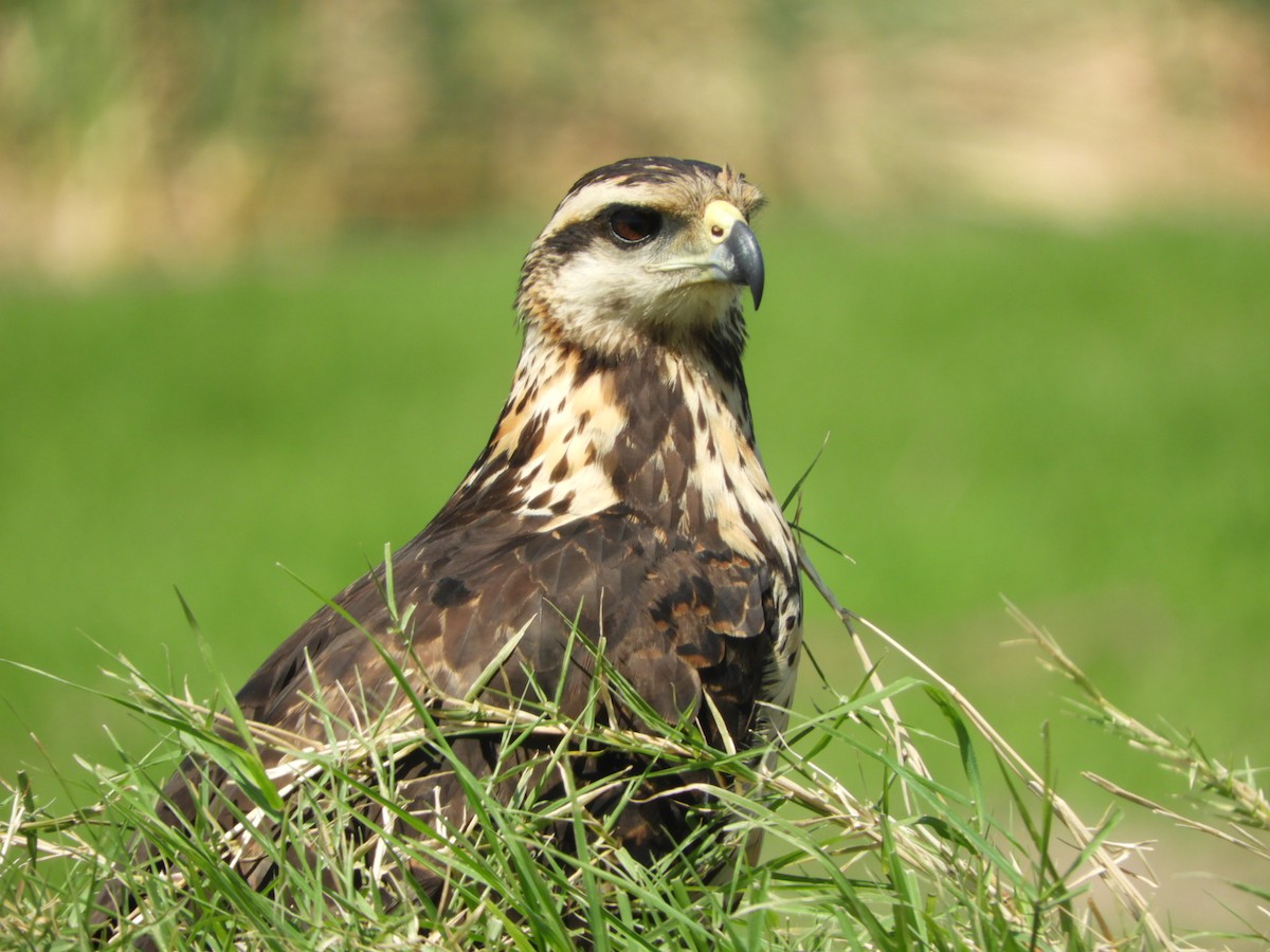 Great Black Hawk - ML610206688