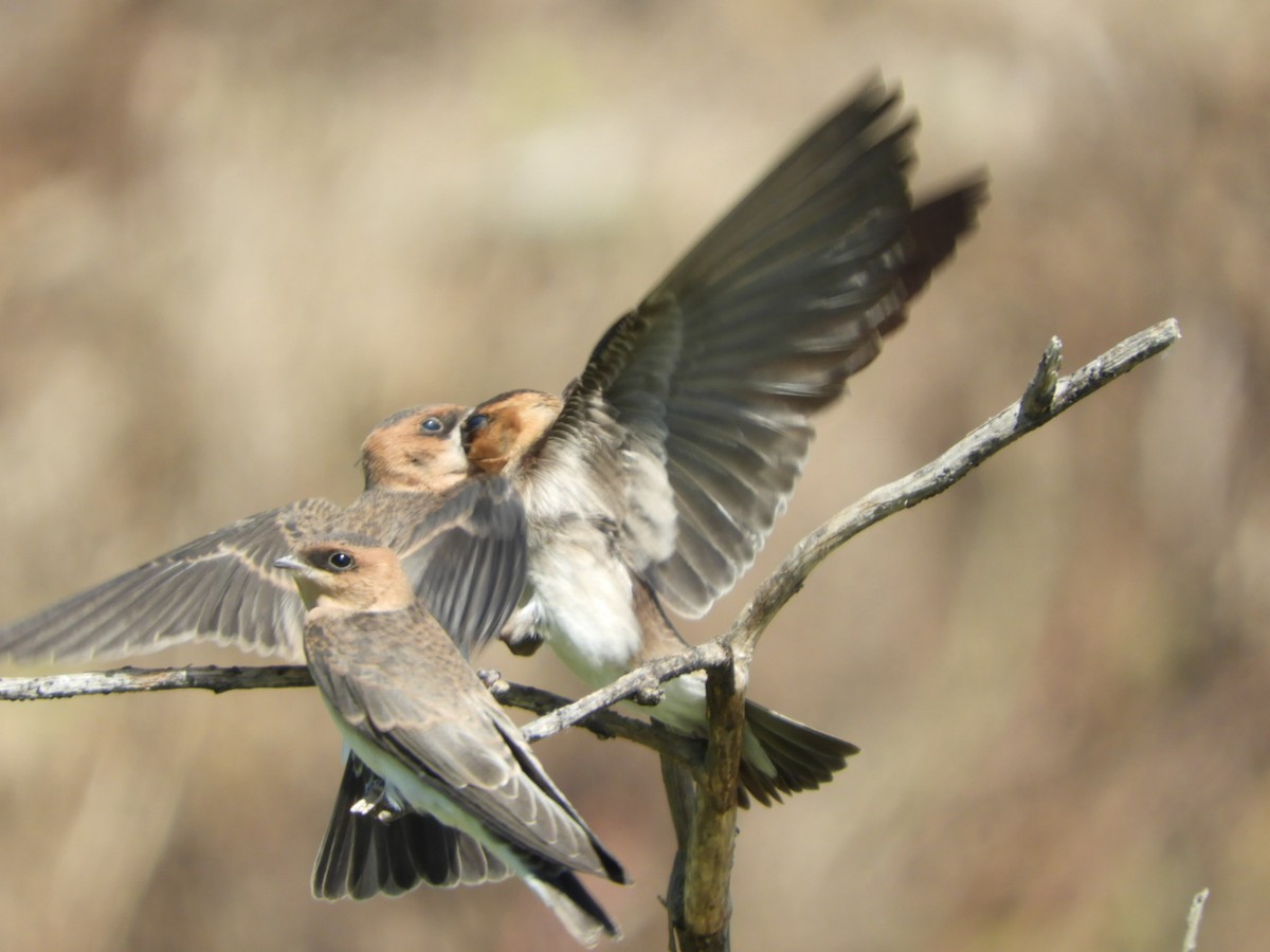 Golondrina Cabecicastaña - ML610206714