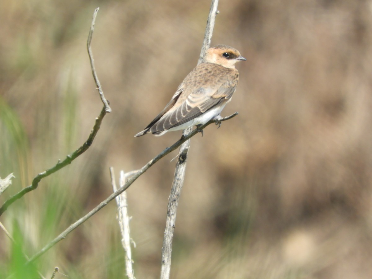 Tawny-headed Swallow - Silvia Enggist