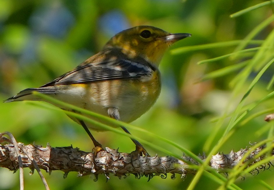 Pine Warbler - ML610206851