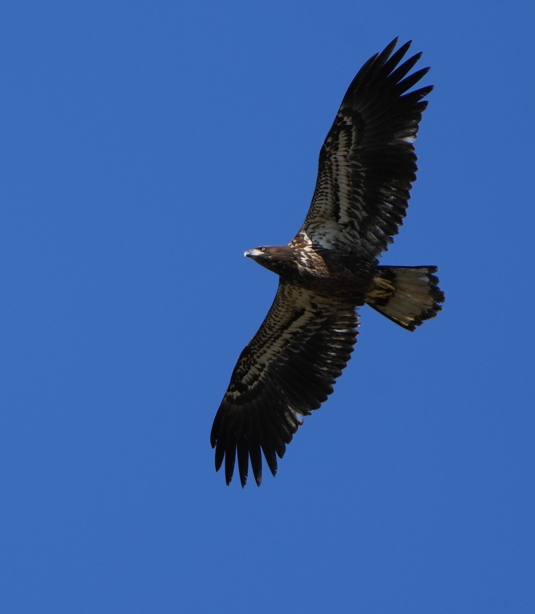 Bald Eagle - ML610206874