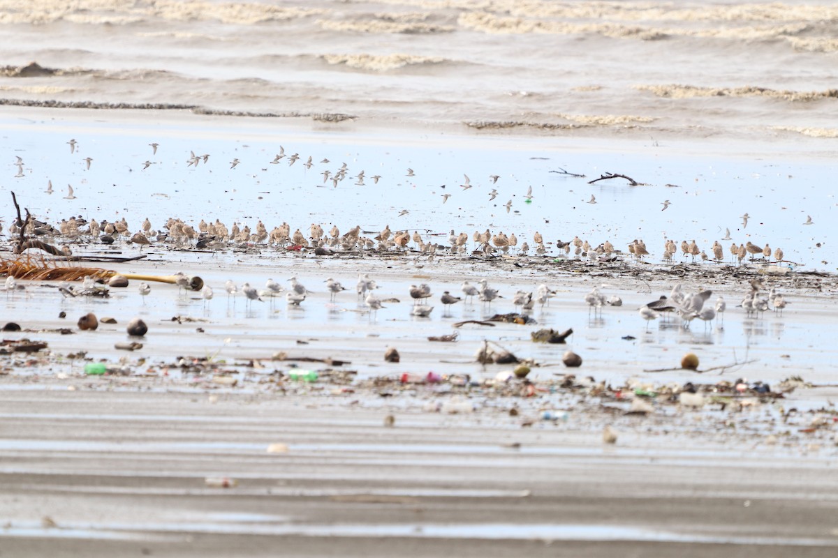 Marbled Godwit - ML610206885