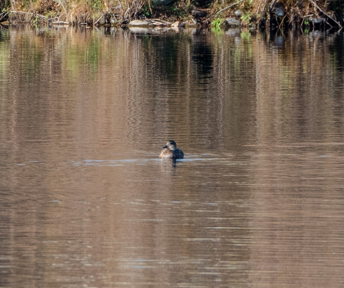 Gadwall - ML610207020