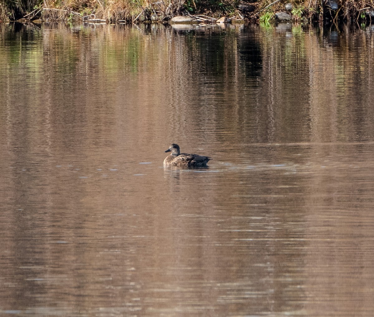 Gadwall - Alexander Markell