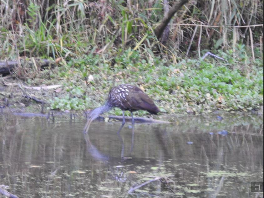 Limpkin - ML610207117