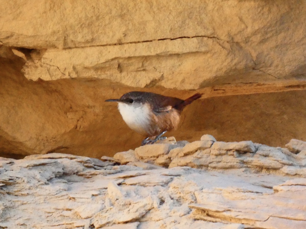 Canyon Wren - ML610207201