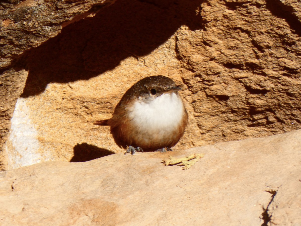 Canyon Wren - ML610207203