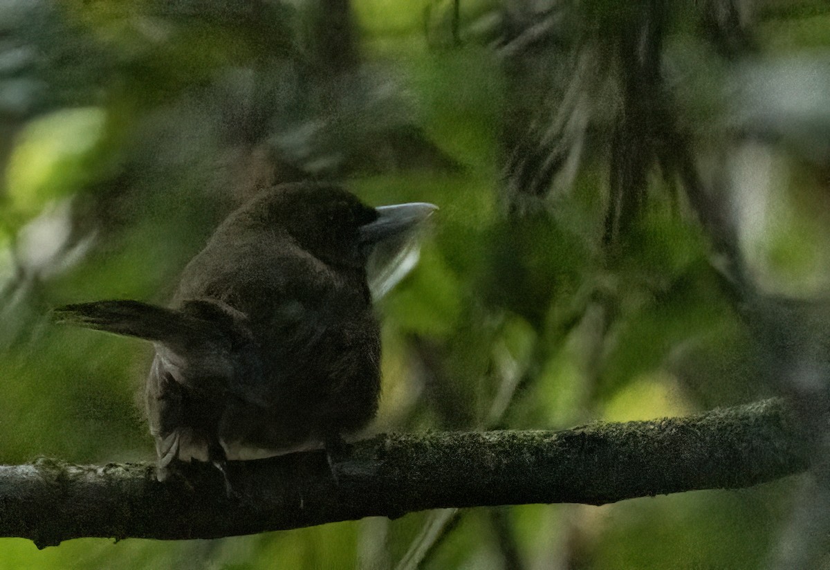 Southern Shrikebill - Anne Heyerly