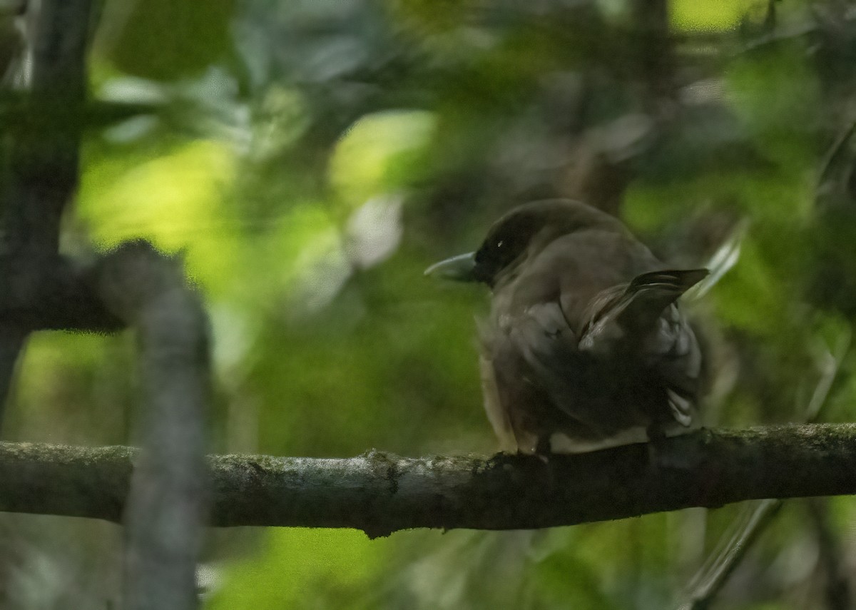 Southern Shrikebill - ML610207277