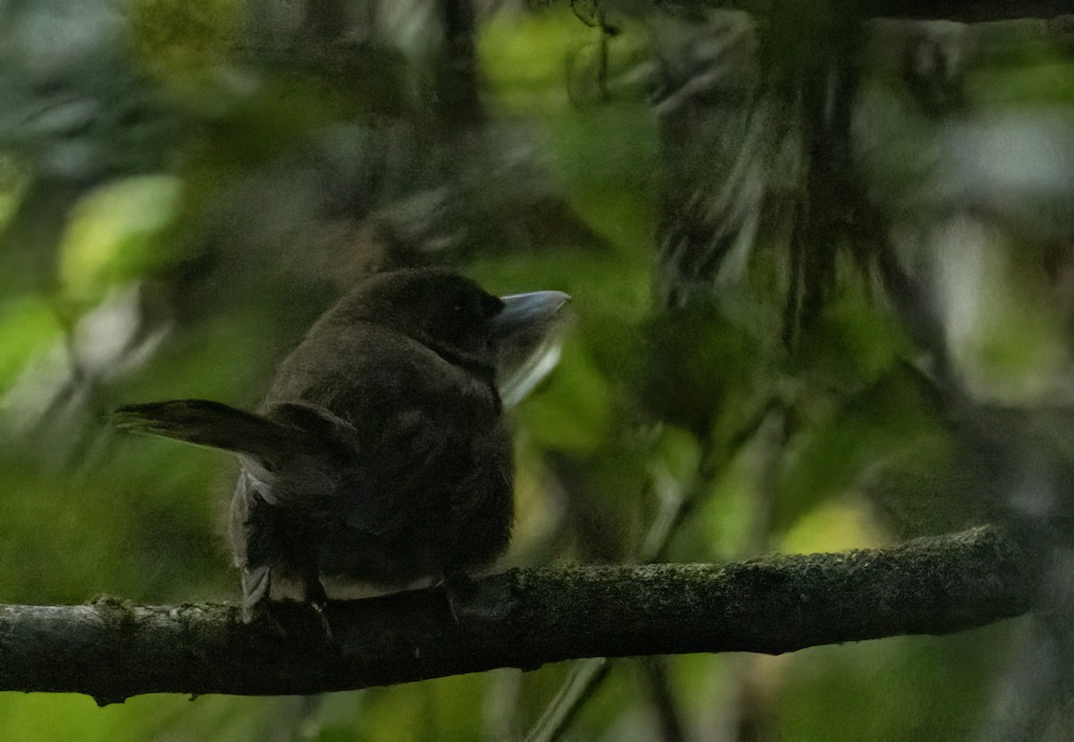 Southern Shrikebill - ML610207278