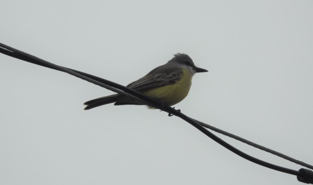 Tropical Kingbird - ML610207311