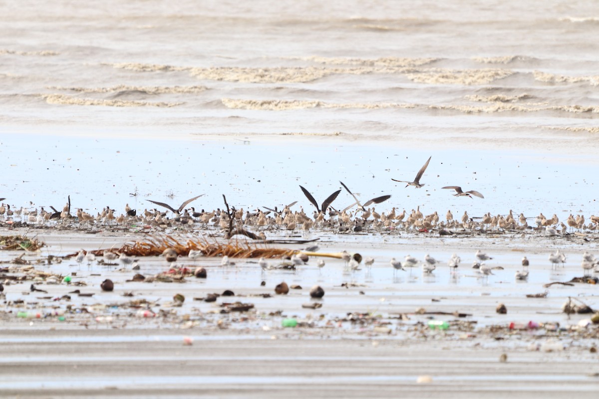 Marbled Godwit - ML610207313