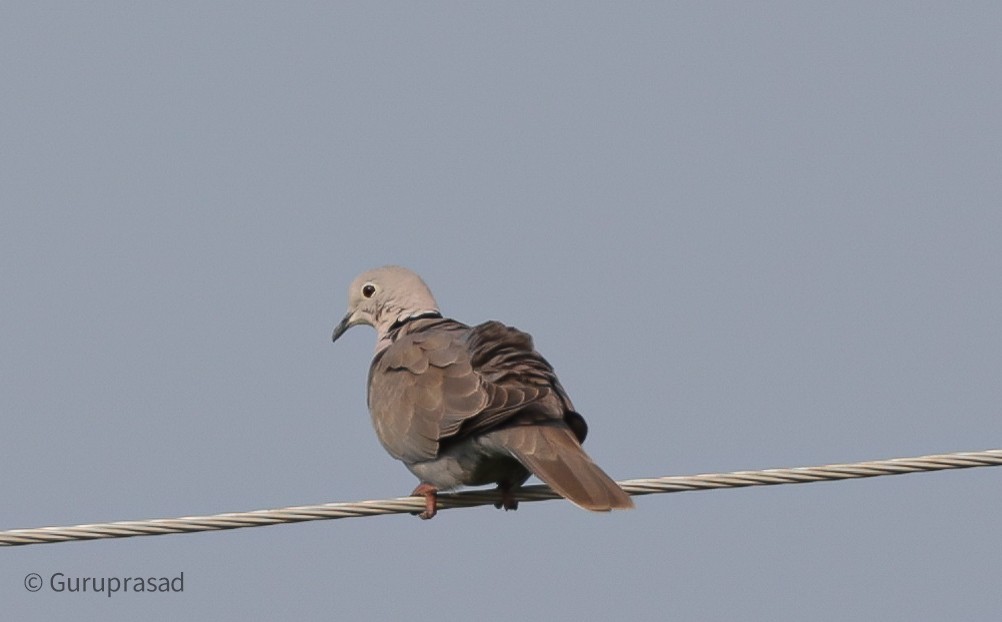 Eurasian Collared-Dove - Guru prasad