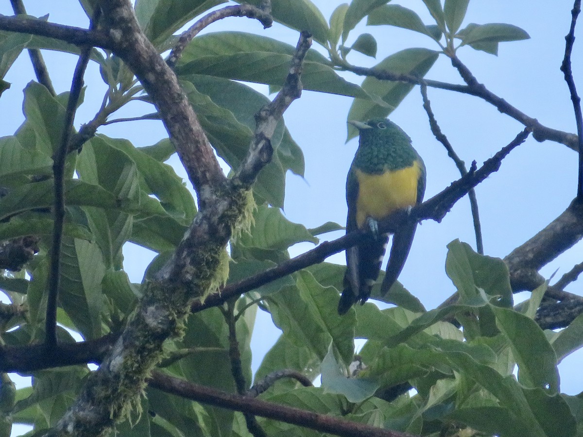 African Emerald Cuckoo - Alexis Lamek